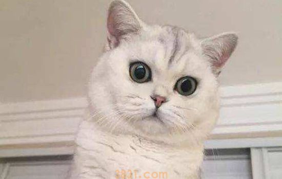 小奶猫夏天怎么养 小奶猫夏天护理攻略(图2)