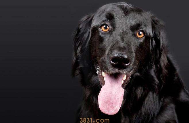 黑色可卡犬价格 黑色可卡犬价格多少钱(图1)