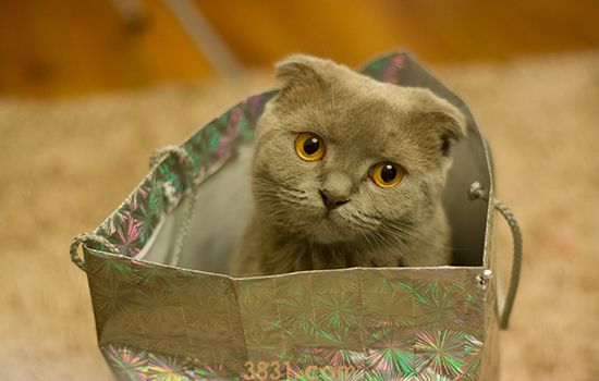会吃奶的小奶猫怎么养 喂奶也有讲究(图1)