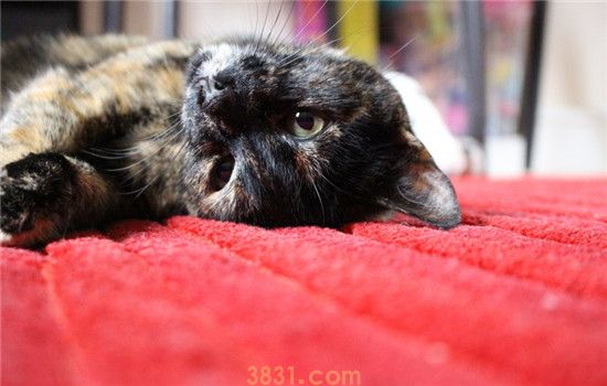 猫杯状病毒有什么特点 猫连打几天喷嚏就要注意了(图2)