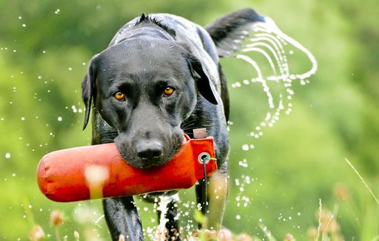 拉布拉多幼犬多少钱 拉布拉多幼崽多少钱(图1)