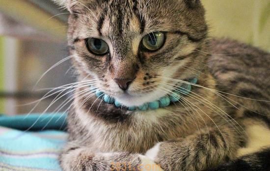 猫咪腹泻拉稀怎么办 这几点主人一定要知道(图2)