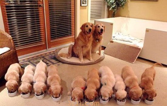 拉布拉多犬的价格 拉布拉多犬价格(图1)