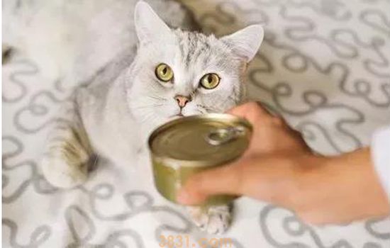 养猫家里要常备什么药 再也担心猫咪的突发情况了(图2)