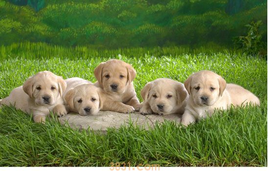 纯种拉布拉多犬价格 拉布拉多的价格(图1)