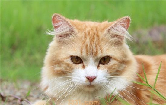 家猫身上都会有弓形虫吗 和猫一起睡觉会被感染吗(图1)