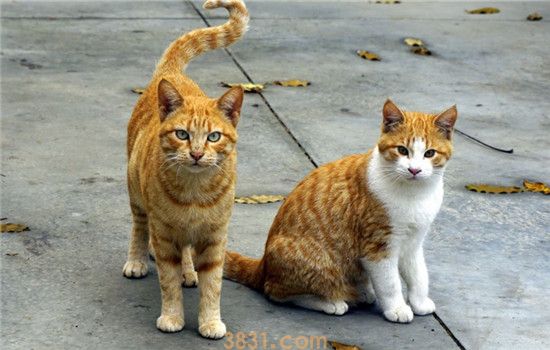 家猫身上都会有弓形虫吗 和猫一起睡觉会被感染吗(图2)