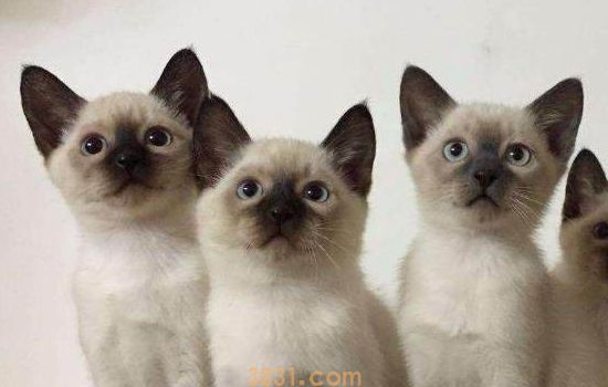 小猫脱水可以救活吗 得干净急救啊!(图1)