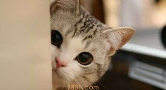 小猫脖子上有个肉疙瘩 是什么原因?(图1)