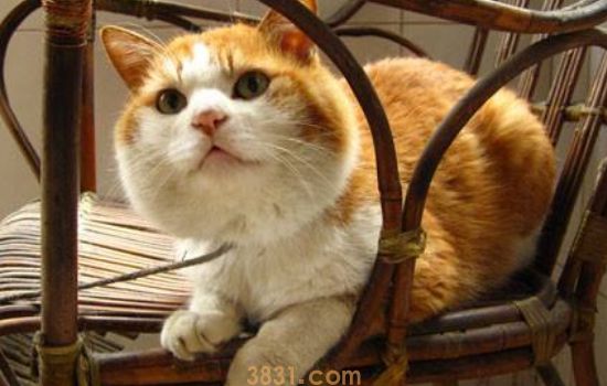 小猫脖子上有个肉疙瘩 是什么原因?(图2)