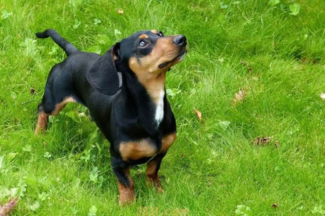 迷你腊肠价格 迷你腊肠犬多少钱一只(图1)