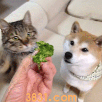 猫吃干粮和湿粮有什么区别 吃干粮好还是湿粮好(图1)