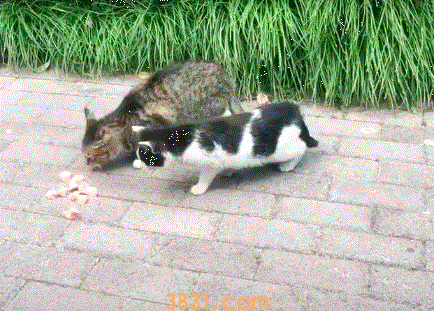 猫吃干粮和湿粮有什么区别 吃干粮好还是湿粮好(图2)