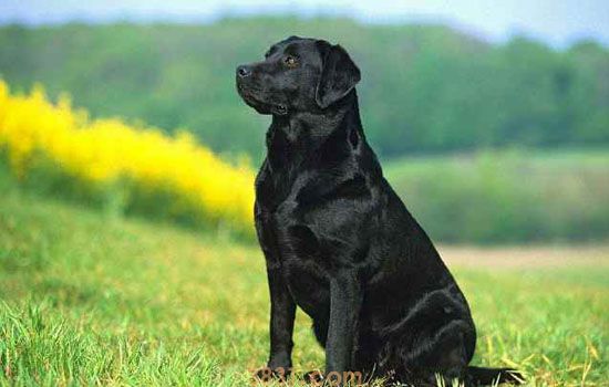 黑色拉布拉多犬价格 黑色拉布拉多犬的价格多少(图1)