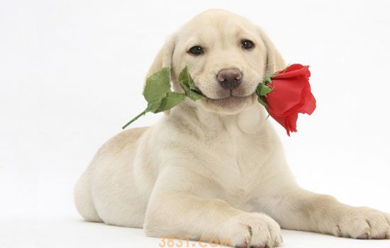 拉布拉多犬幼犬价格 拉布拉多犬幼犬价格一般多少(图1)