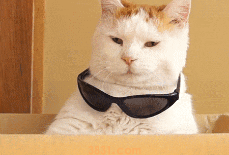 猫掉毛是皮肤病吗 这些原因都会导致猫掉毛(图2)
