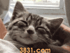 猫掉毛是皮肤病吗 这些原因都会导致猫掉毛(图3)