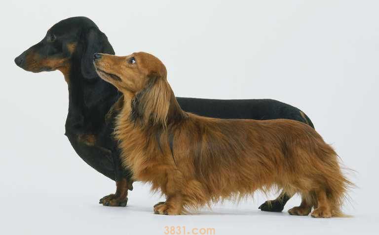 长毛腊肠犬价格 长毛腊肠价格(图1)