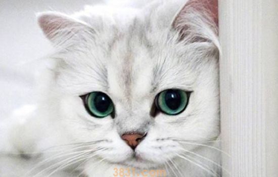 猫吐黄水黏白沫是猫瘟  你确定吗?(图1)