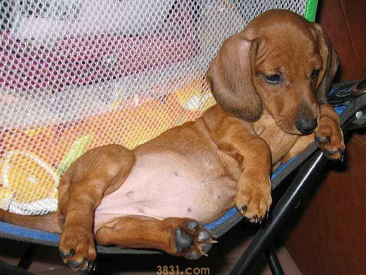 短毛腊肠犬多少钱一只 短毛腊肠犬价格(图1)