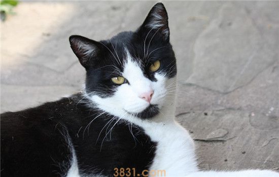 猫需要刷牙吗 猫可以用人类的牙膏刷牙吗(图1)