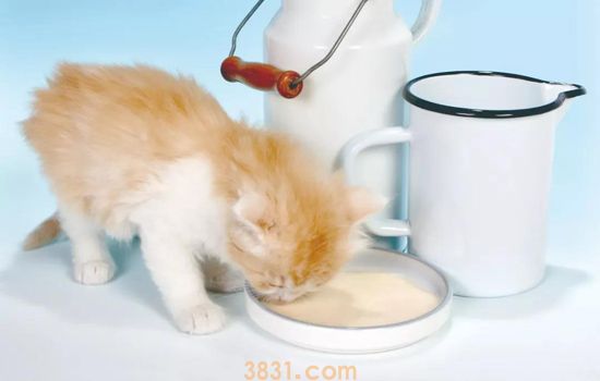 一周大的小奶猫怎么养 科学喂养纯干货(图2)