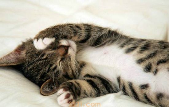 刚接回的小奶猫怎么养 避免应激是首要工作(图2)