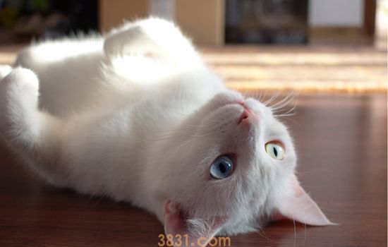 猫咪交配多久能看出怀孕 猫咪妊娠反应也会孕吐吗(图1)