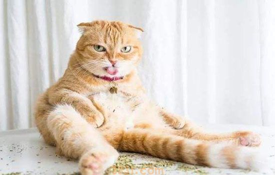 猫咪交配多久能看出怀孕 猫咪妊娠反应也会孕吐吗(图2)