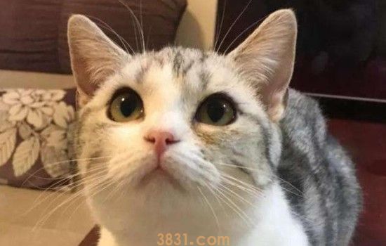 猫疫苗必须间隔21天吗 打疫苗要注意这些事情(图1)