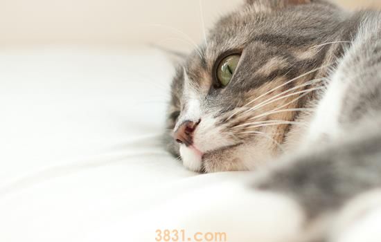 猫嘴里有黑点是怎么回事 可能是这几个原因(图1)