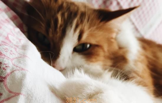 猫喘气厉害怎么办 你知道猫咪怎样算呼吸异常吗?(图2)