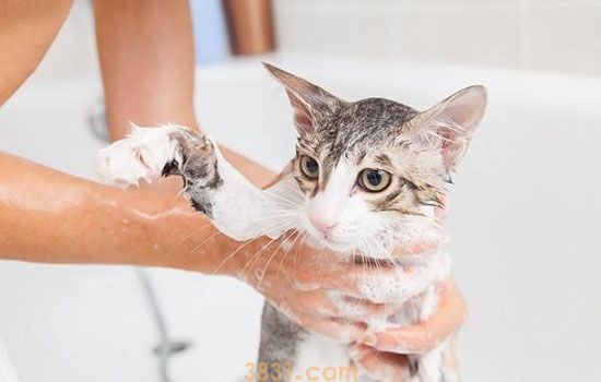 怎么让猫不抗拒洗澡 你不相信有乖乖洗澡的猫?(图1)
