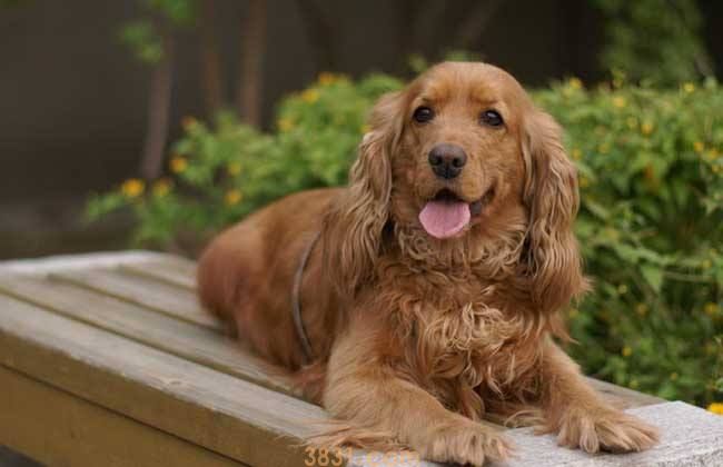小可卡犬多少钱一只 小可卡犬多少钱一条(图1)