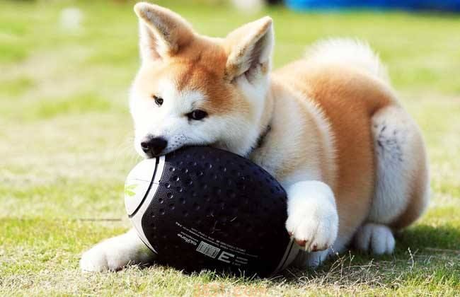 秋田犬一只多少钱 一只秋田犬多少钱(图1)