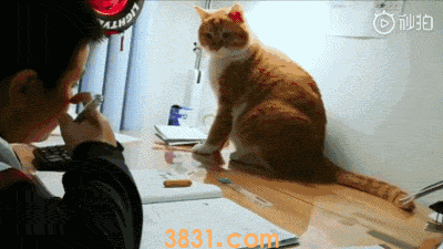 猫因为洗澡讨厌主人 猫害怕洗澡不只是怕水那么简单(图2)