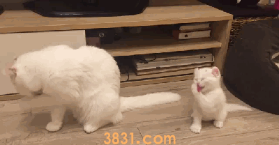 猫总是舔毛是什么意思 被抚摸后舔毛是不是讨厌我(图2)