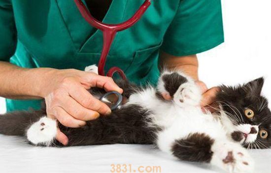 猫藓怎么治疗好得快 治疗和预防复发双管齐下(图1)