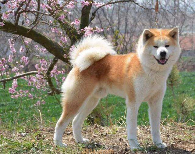 秋田犬价格多少钱一只 纯种秋田犬价格多少钱一只(图1)