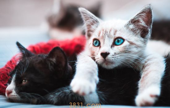 公猫的第一次重要吗 关于猫羞羞的那些事(图2)