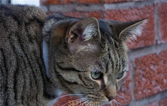 猫咪抑郁有什么症状 猫咪出现这些行为请不要轻视(图1)