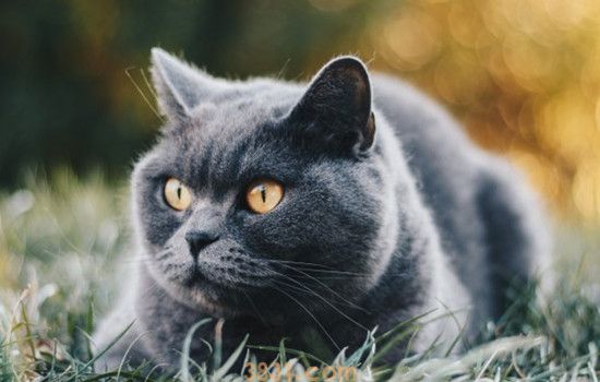 猫咪发情会怎么样 最好带猫咪去做绝育手术(图1)