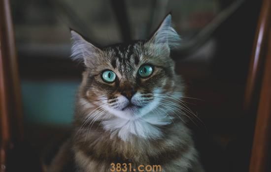 猫肝腹水便秘怎么办 这几个药品可以试一下(图1)