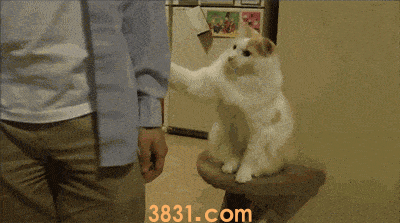 猫抓热的症状 被猫抓伤会感染猫抓热?(图2)