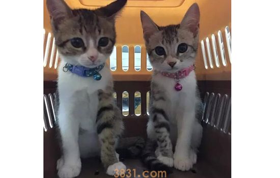 猫为什么喜欢钻箱子 这可不是怪癖(图2)