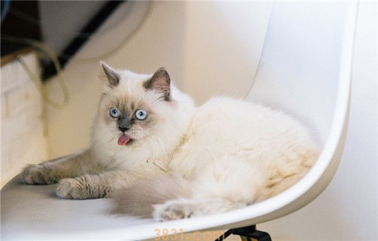 猫为什么也会便秘 导致猫便秘的原因有哪些(图2)