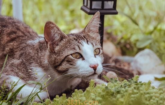 猫咪口炎症状 注意猫咪的口腔护理哦(图1)
