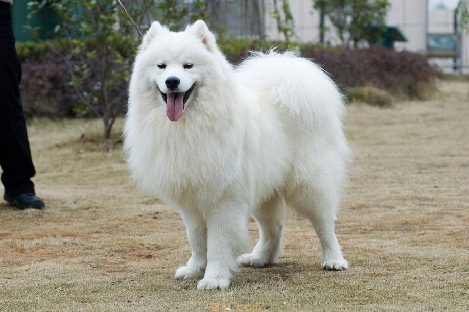 萨摩耶幼犬多少钱一只 纯种萨摩耶幼犬多少钱一只(图1)