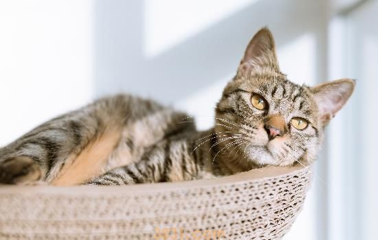 猫咪口炎症状 注意猫咪的口腔护理哦(图2)