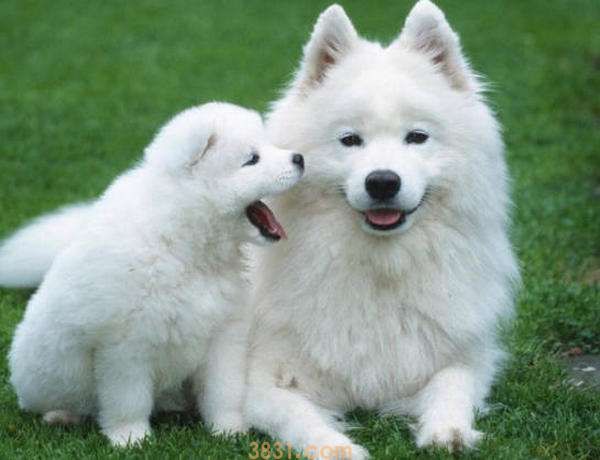 萨摩耶价格 萨摩耶价格幼犬(图1)